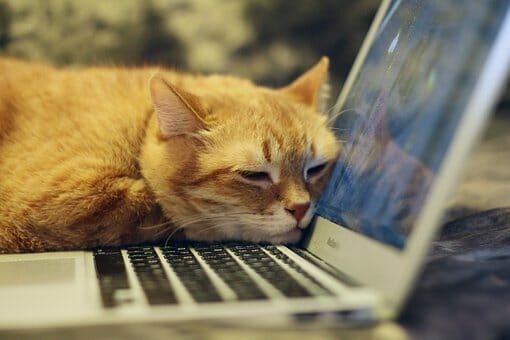 Self Assessment tax returns image cat on laptop