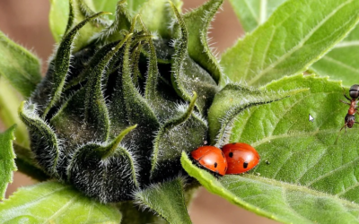 Limited company vs sole trader