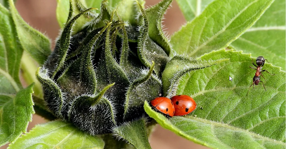 Limited company vs sole trader