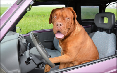 Company cars and tax