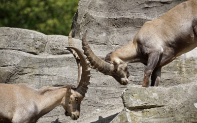 Leadership & business resilience