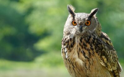 Understanding UK Social Enterprise